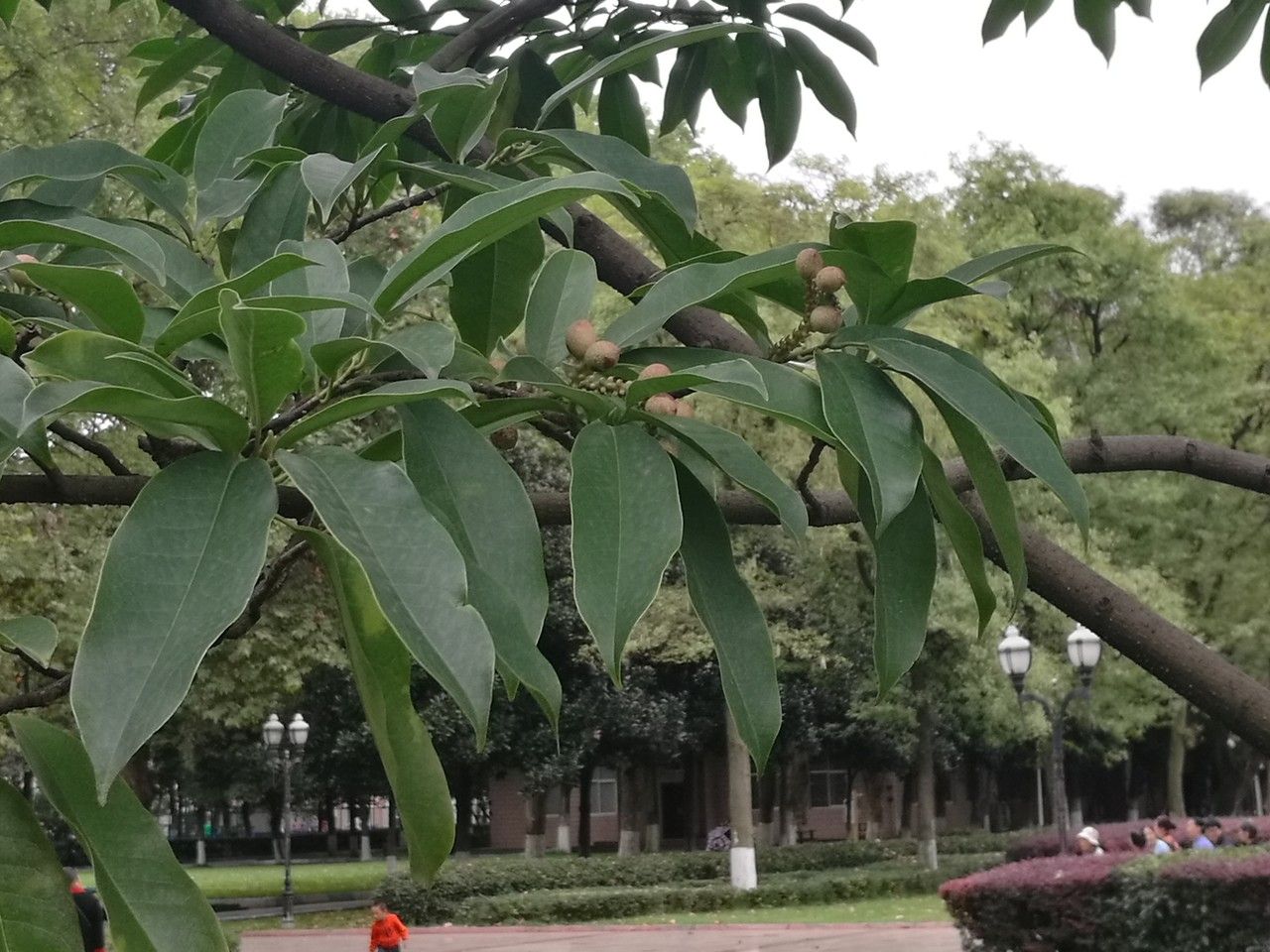 Magnolia maudiae — search result for 'Magnolia'