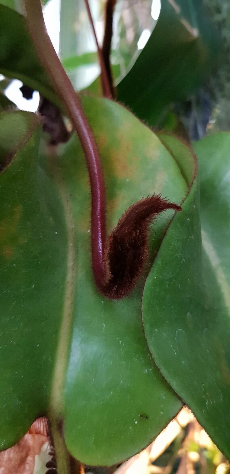 Nepenthes veitchii other