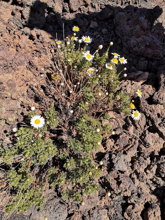 Argyranthemum adauctum habit