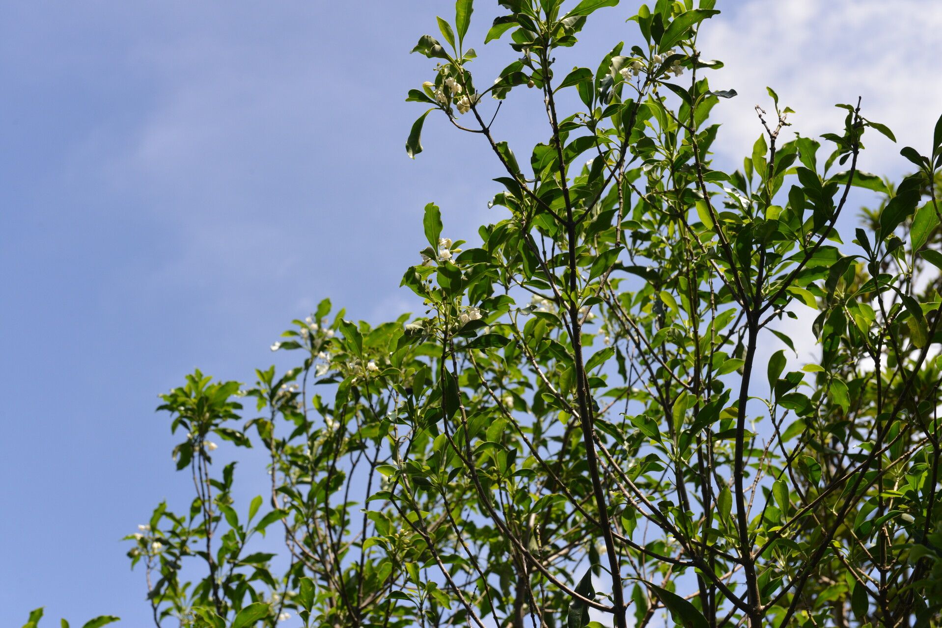 Chiococca pachyphylla habit