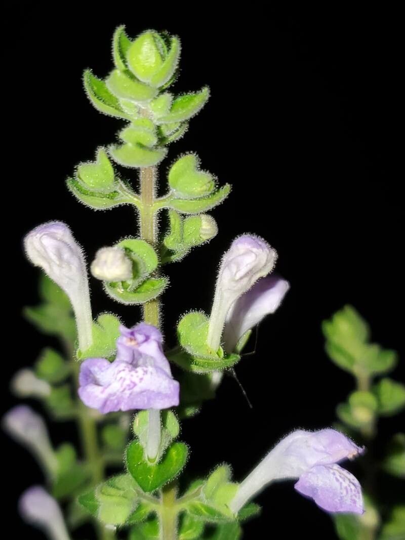 Scutellaria ocmulgee flower