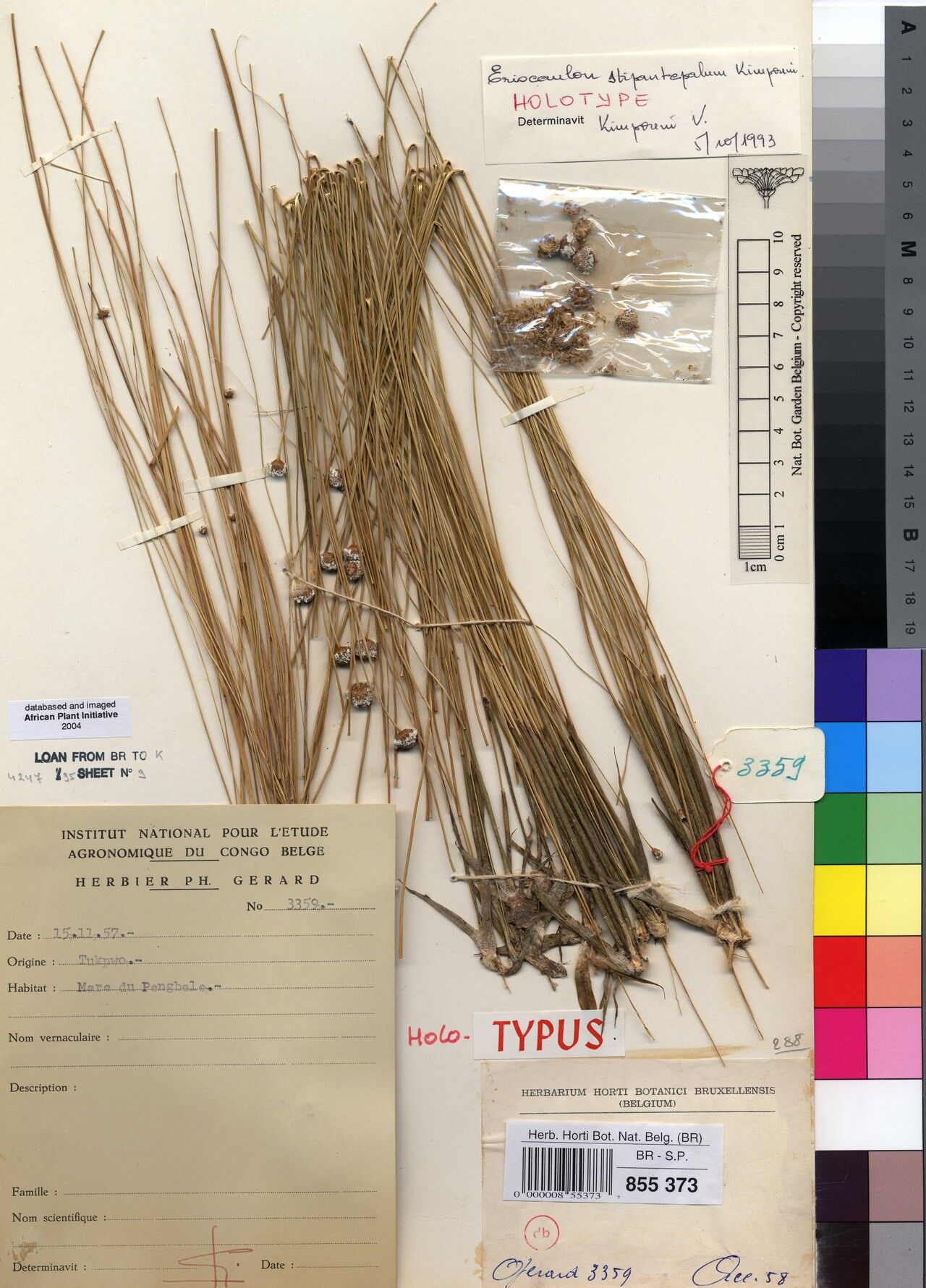 Eriocaulon stipantepalum — houseplant care guide