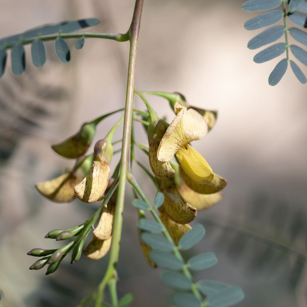 Sesbania benthamiana fruit