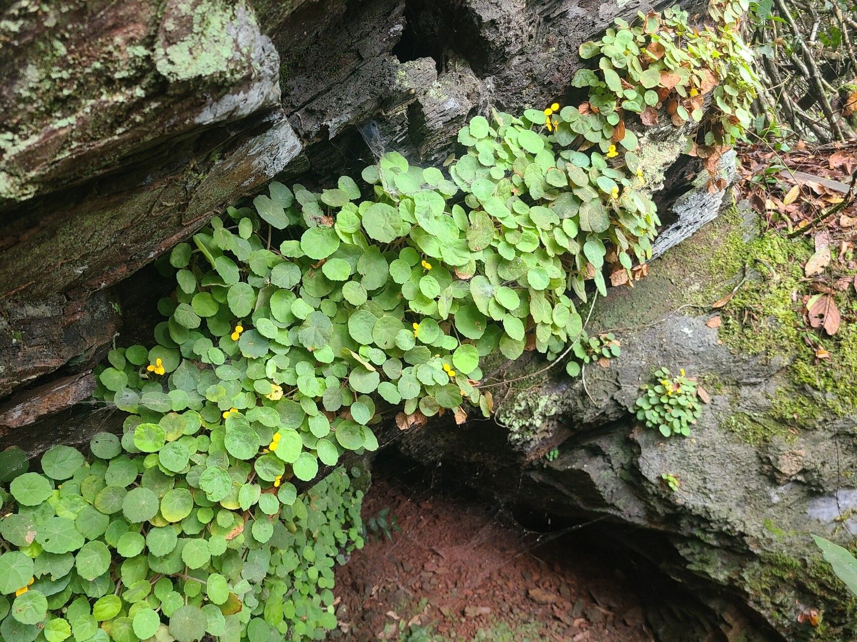 Begonia ferramica habit
