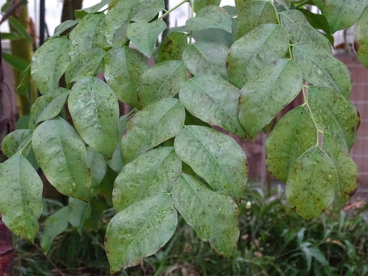 Erythrophleum suaveolens — search result for 'Liberia'