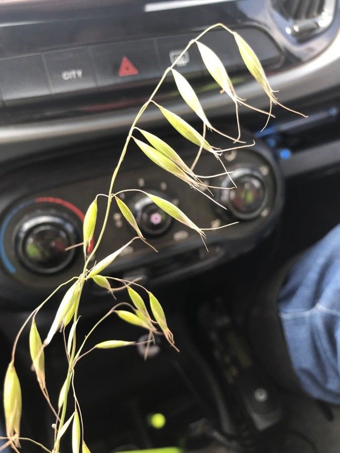 Avena strigosa fruit