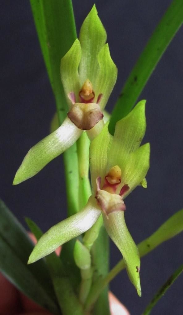 Camaridium gomezianum fruit