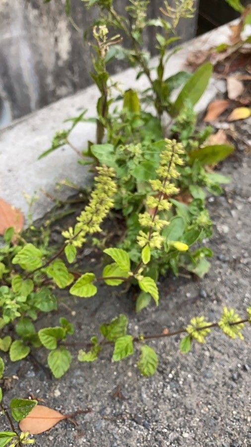 Clinopodium gracile flower