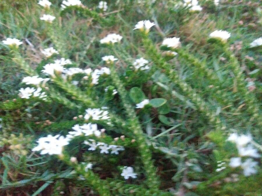 Euploca polyphylla habit