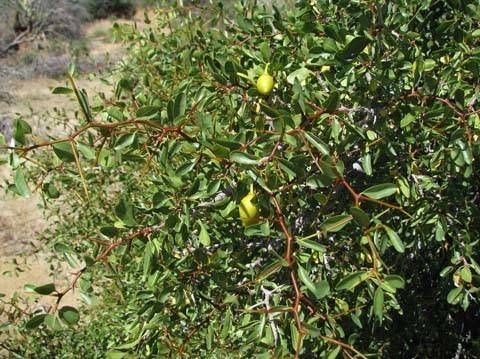 Ziziphus parryi habit