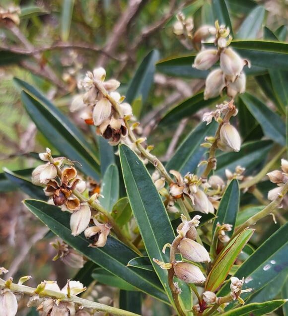 Hibbertia podocarpifolia flower