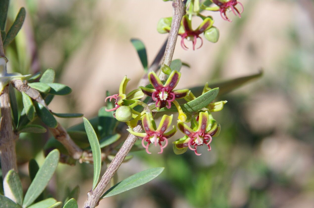 Periploca angustifolia flower