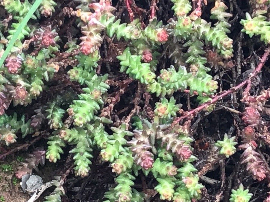 Sedum moranense