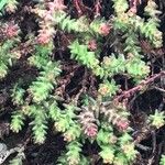 Sedum moranense