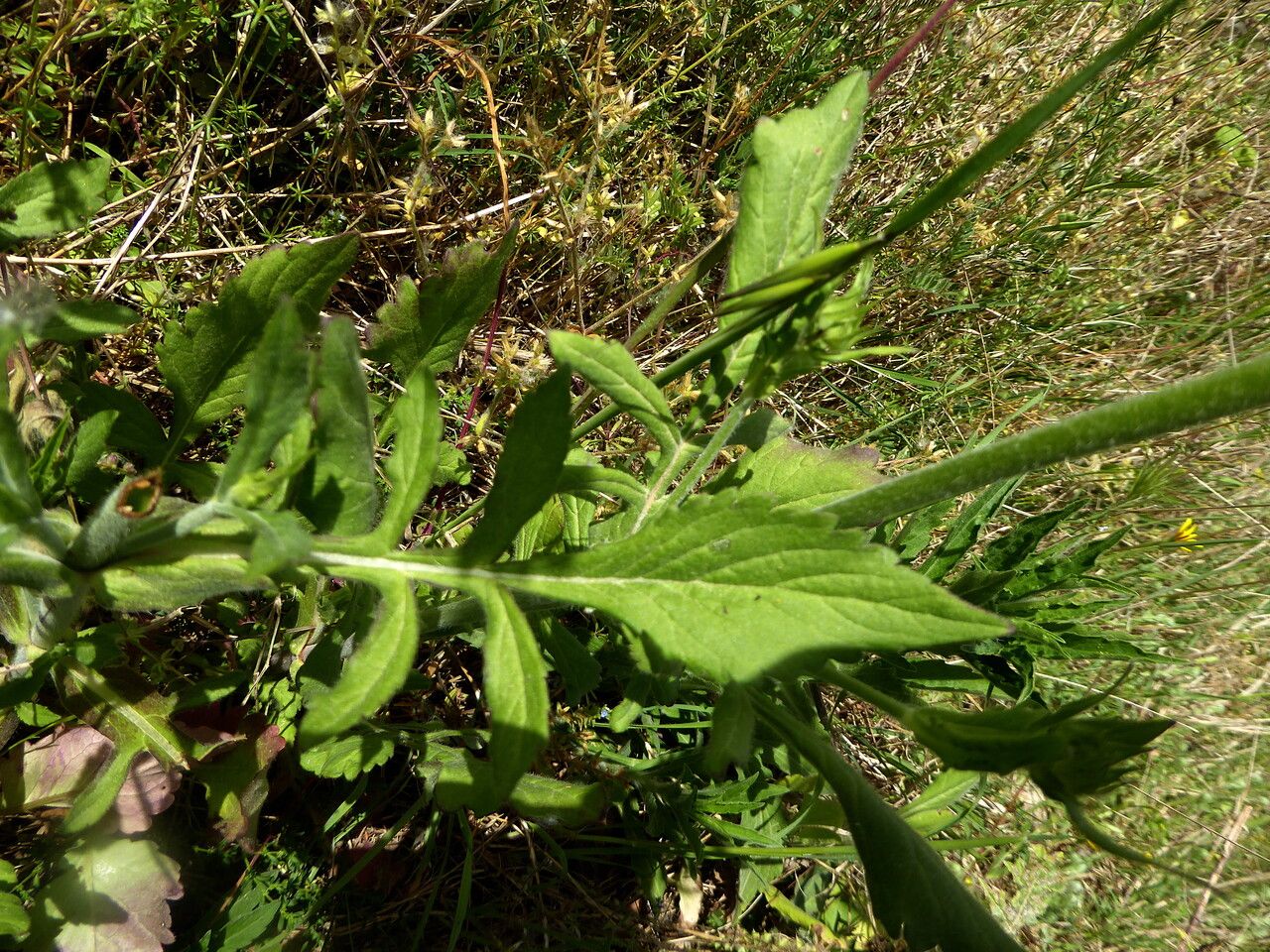 Knautia integrifolia leaf