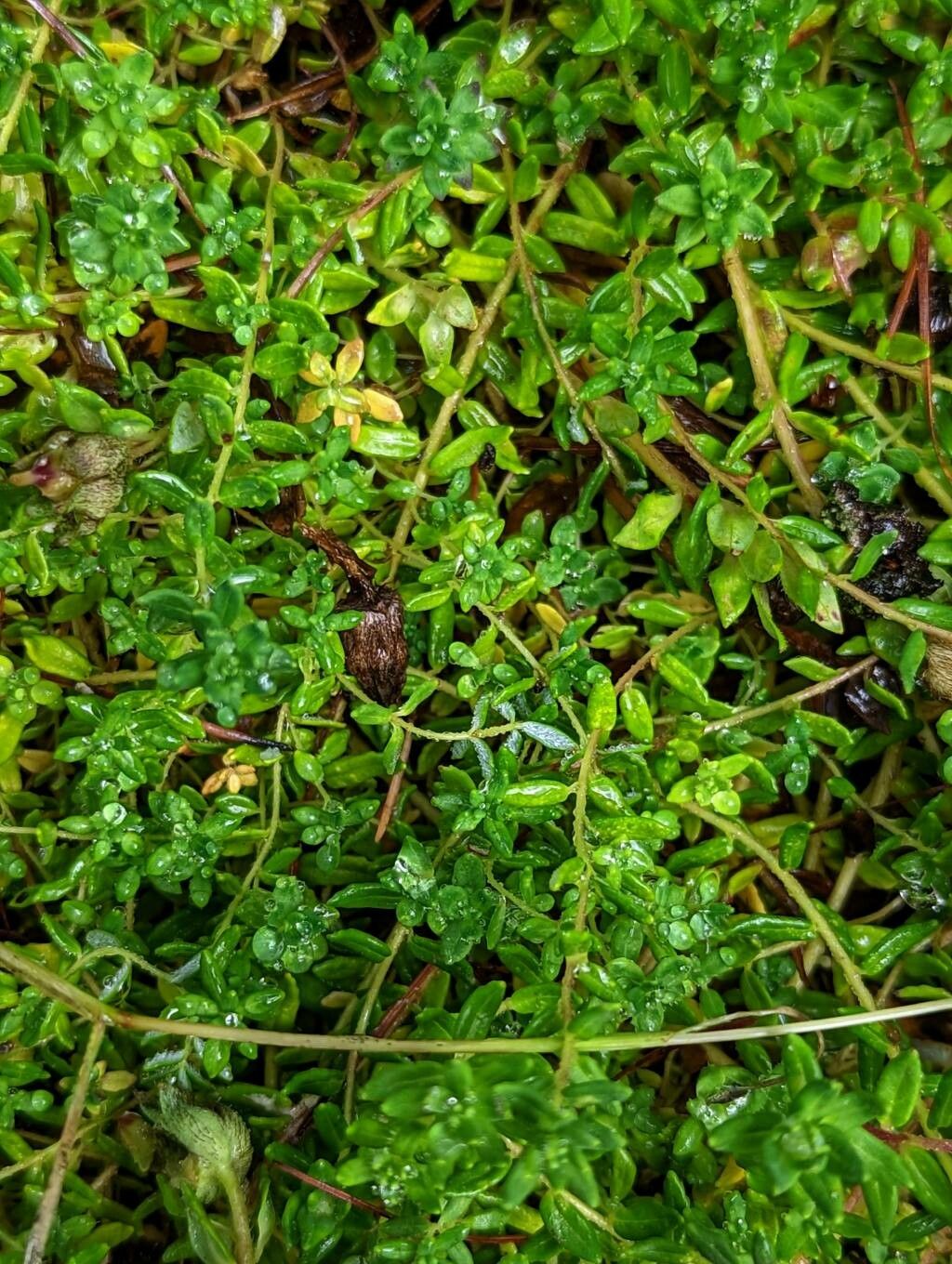 Cyananthus microphyllus leaf