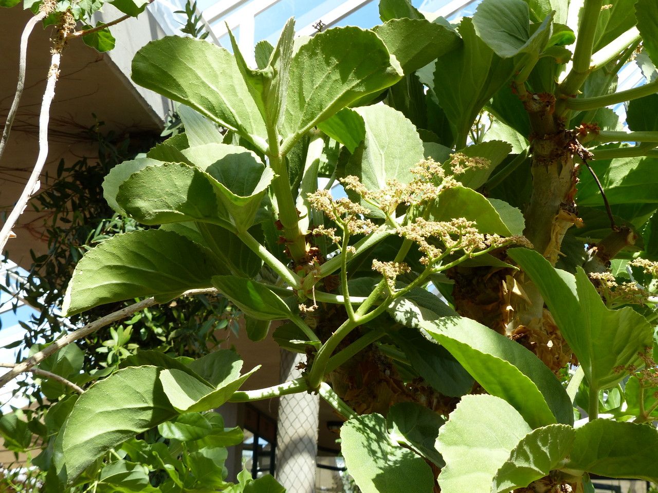 Cyphostemma currorii leaf