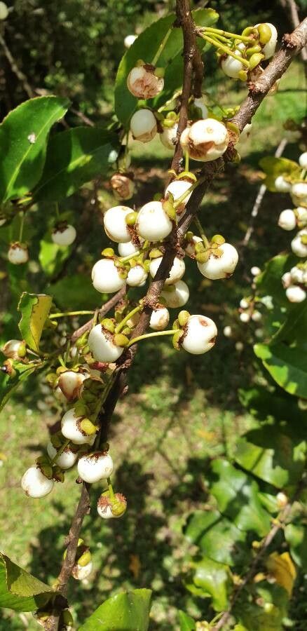 Aphloia theiformis fruit