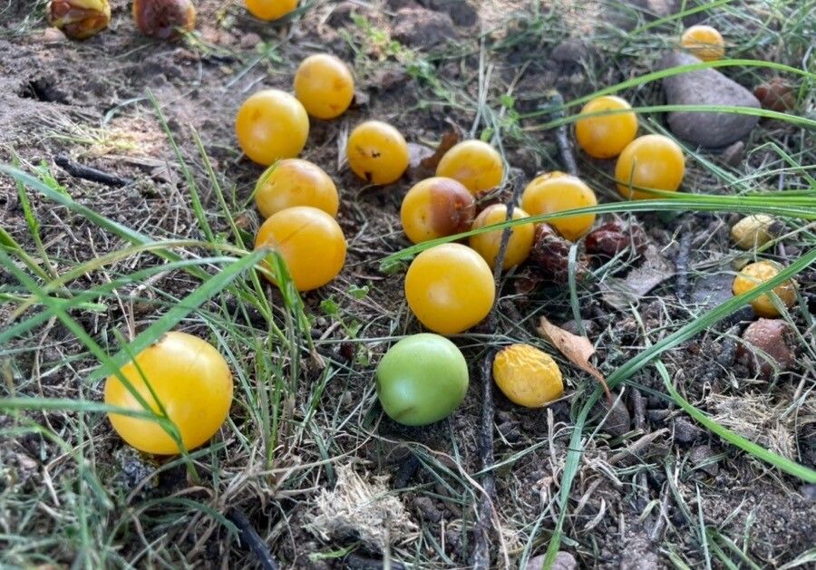 Prunus x cerea fruit