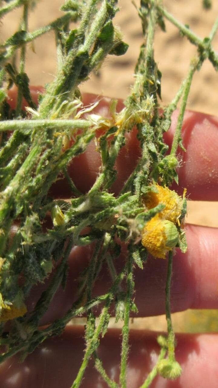 Pulicaria undulata flower