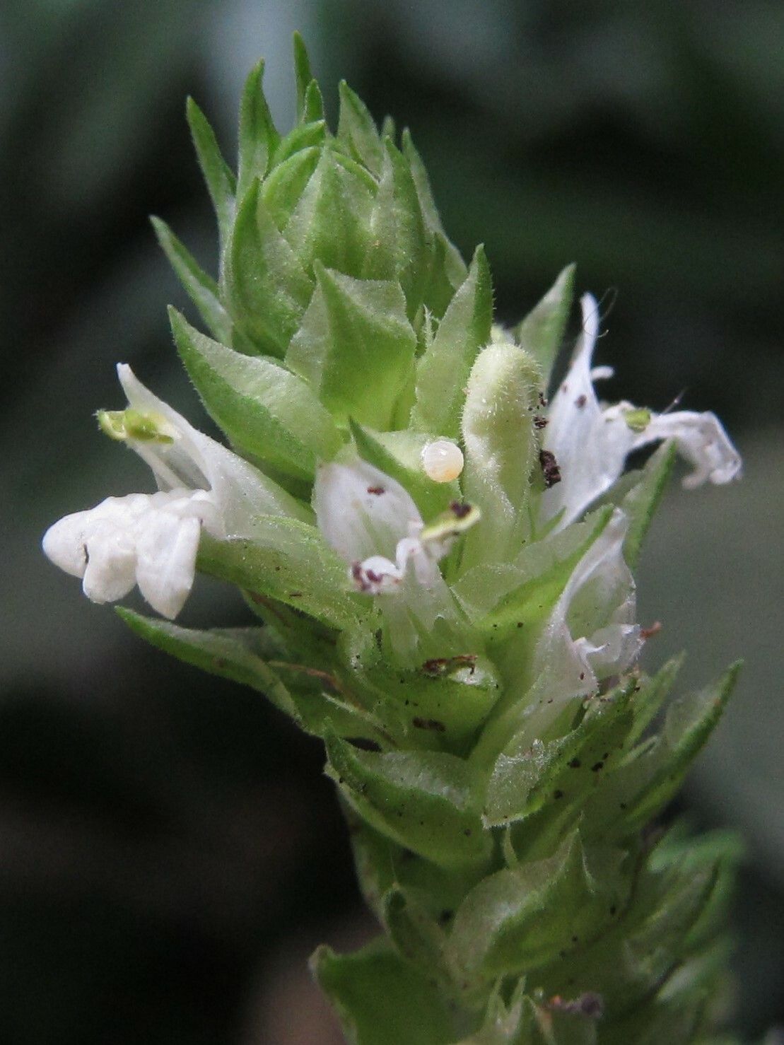 Rungia camerunensis — related species from the same genus