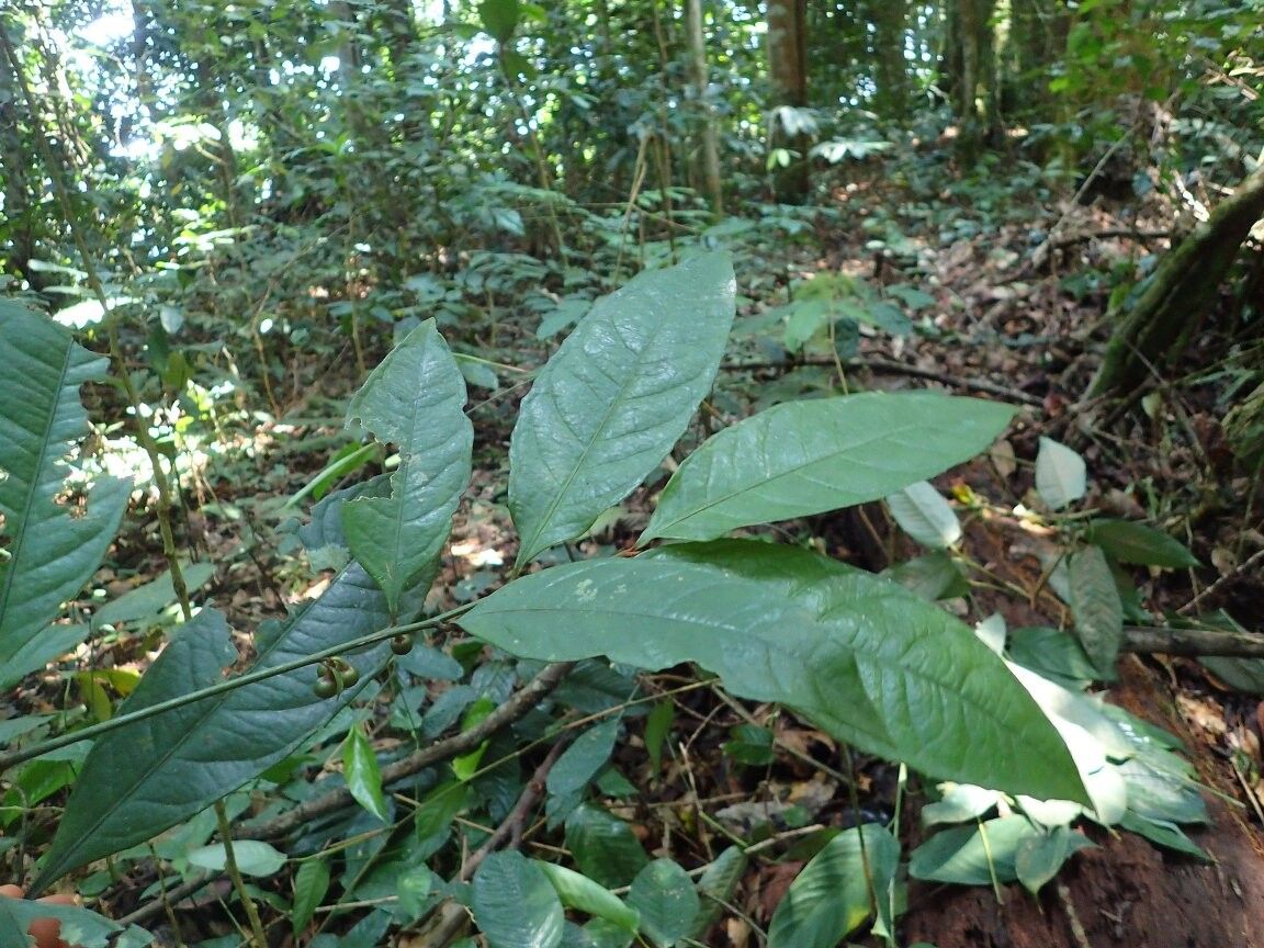 Ardisia mildbraedii — houseplant care guide