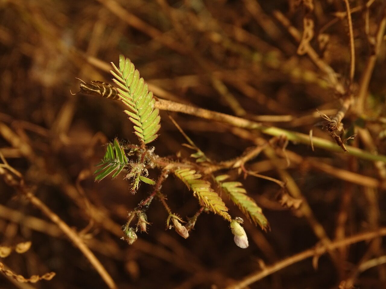 Aeschynomene indica — search result for 'Fiji'