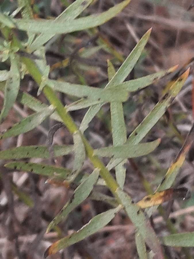 Galatella sedifolia leaf