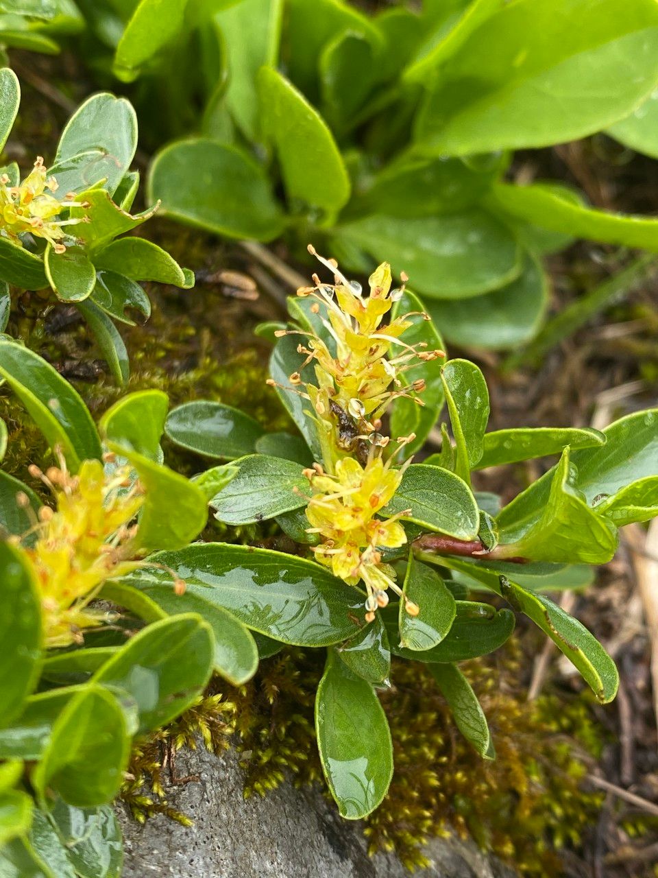 Salix retusa flower