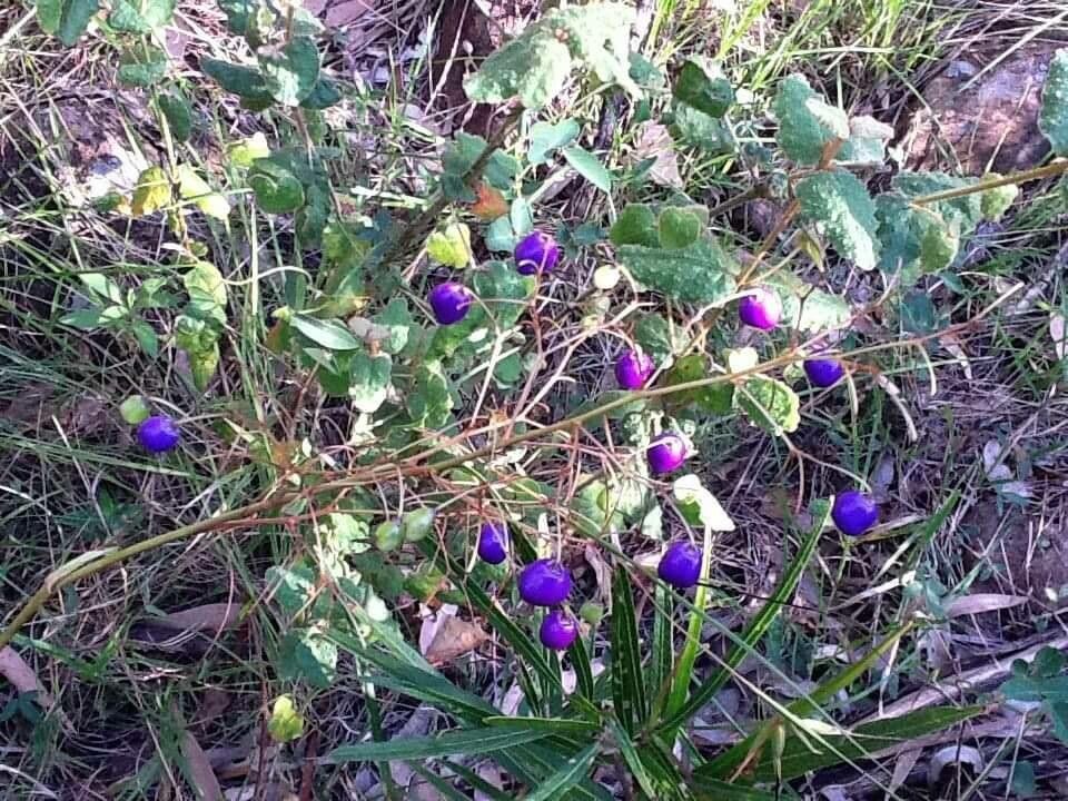 Dianella caerulea fruit