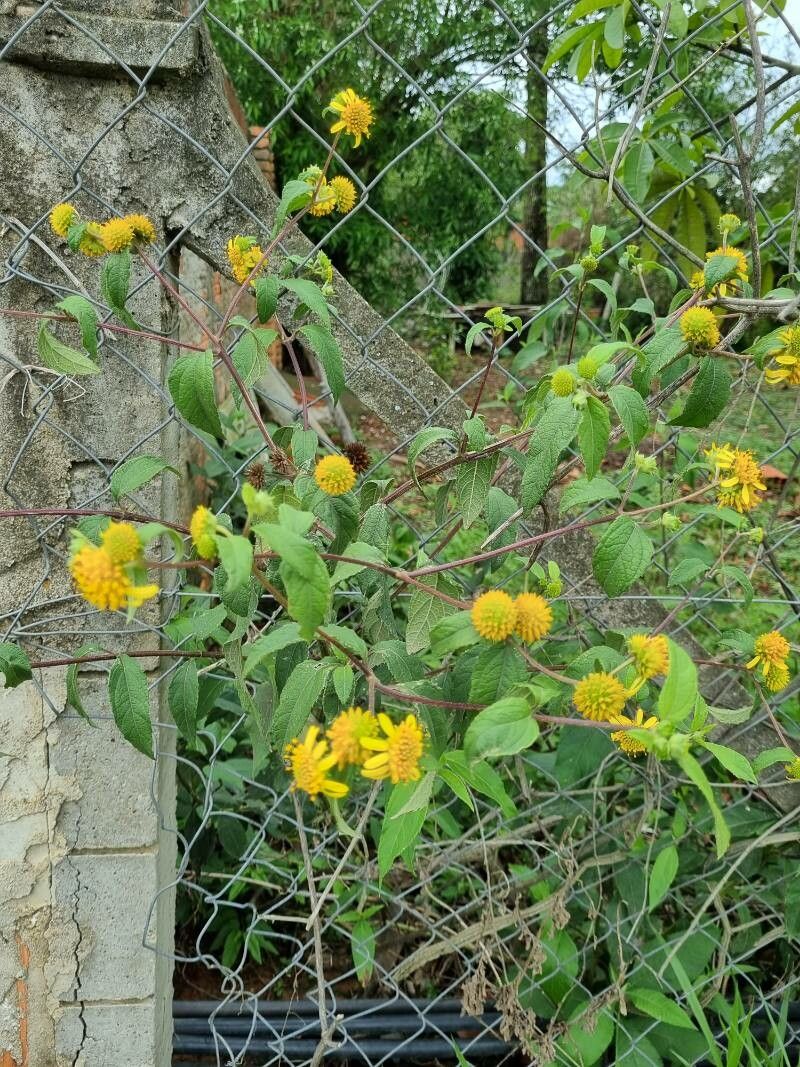 Borrichia frutescens habit