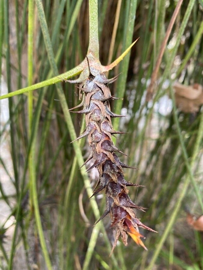 Acanthostachys strobilacea fruit