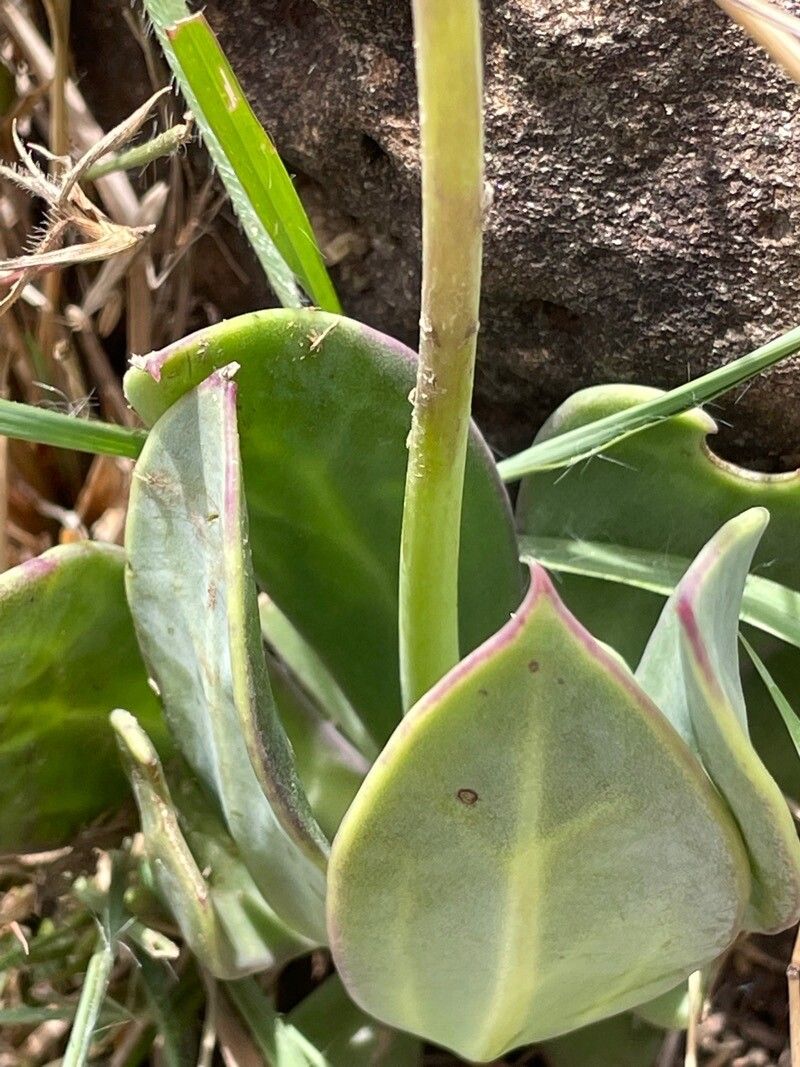 Kleinia abyssinica — related species from the same genus