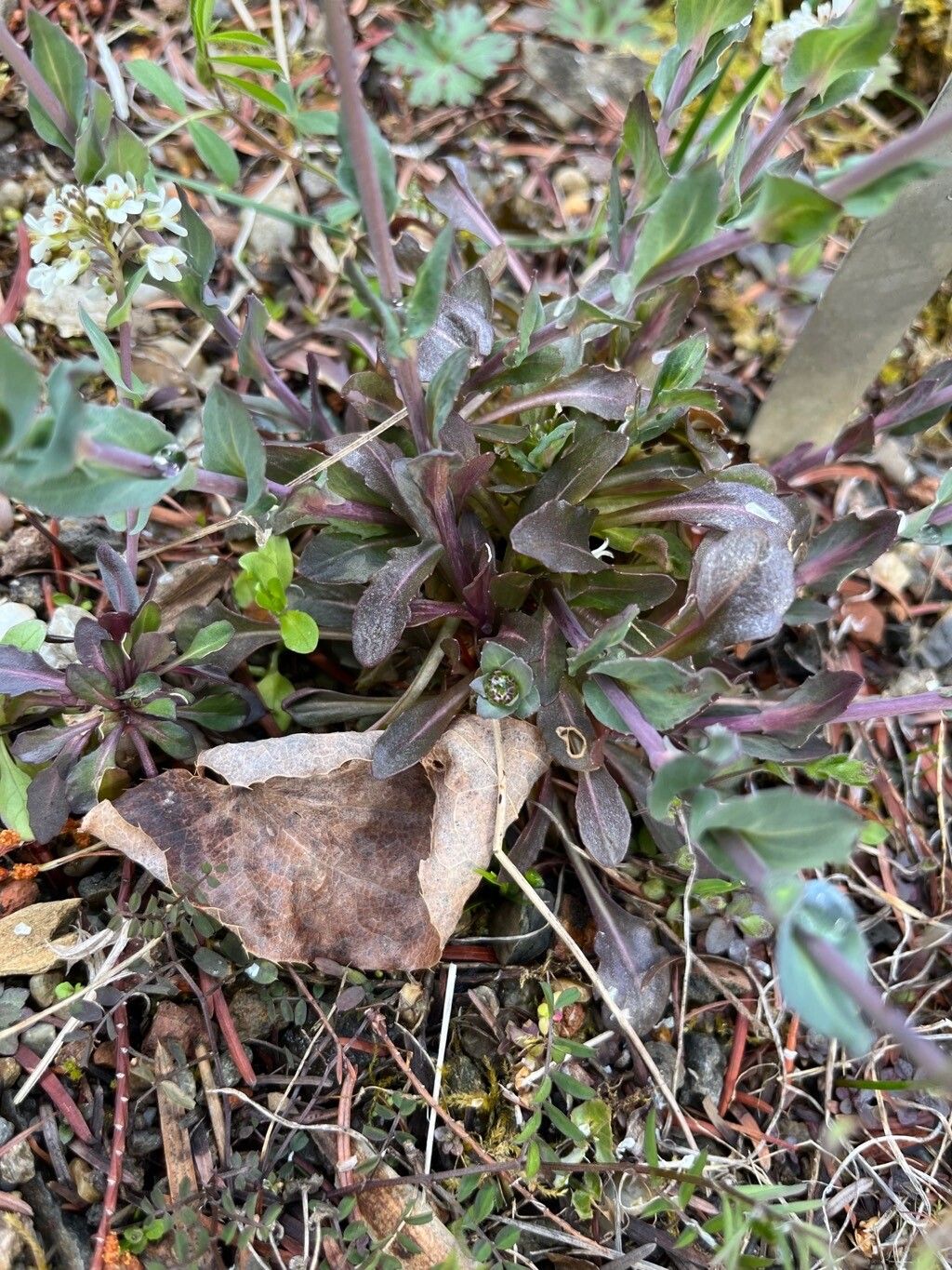 Noccaea densiflora — search result for 'Noccaea'