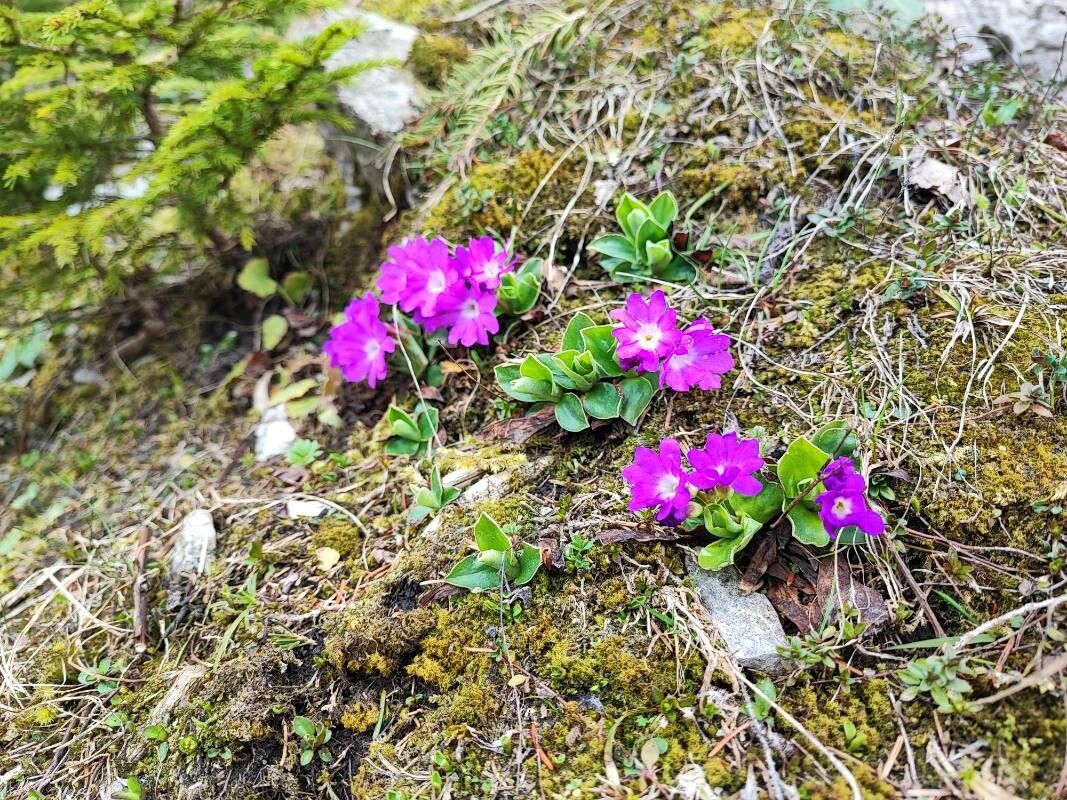 Primula clusiana — houseplant care guide