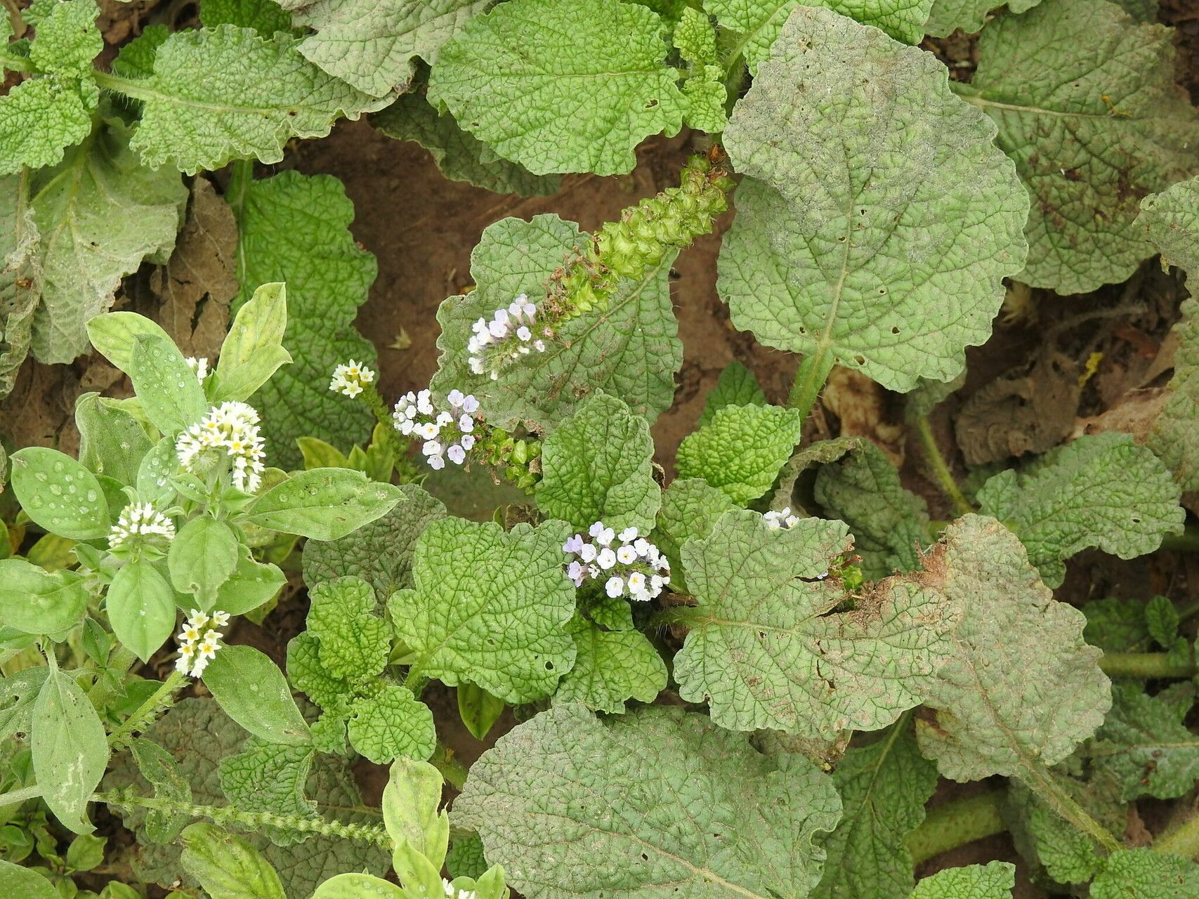 Heliotropium elongatum habit