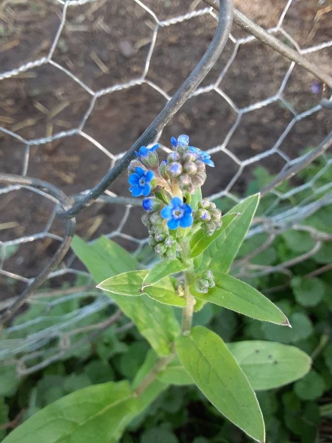 Hackelia velutina flower