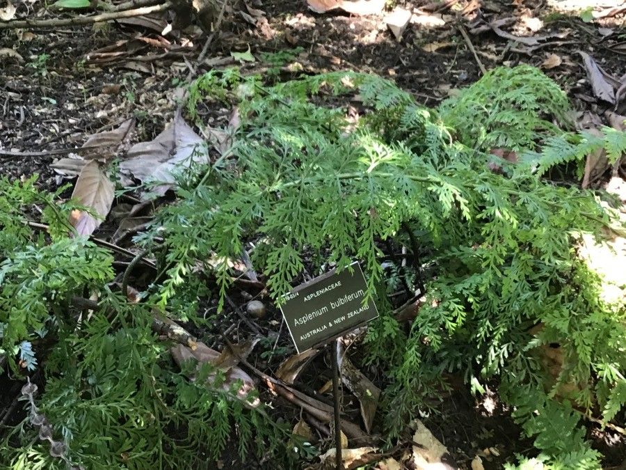 Asplenium bulbiferum