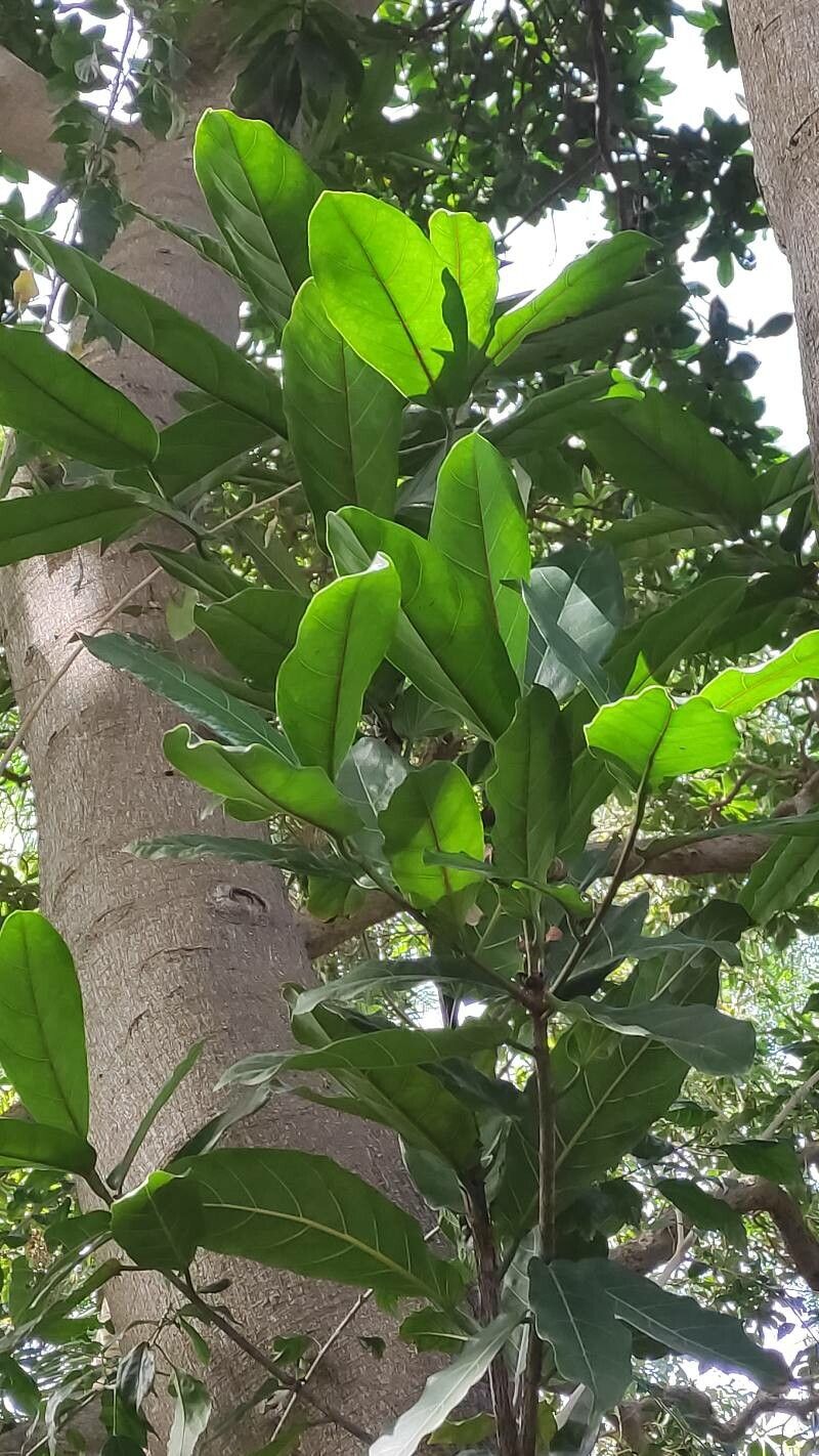 Ficus wildemaniana — houseplant care guide