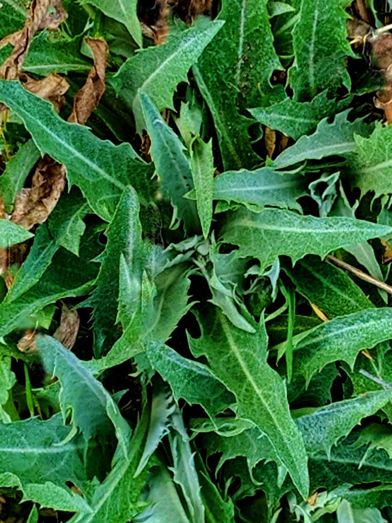 Stephanomeria cichoriacea — related species from the same genus