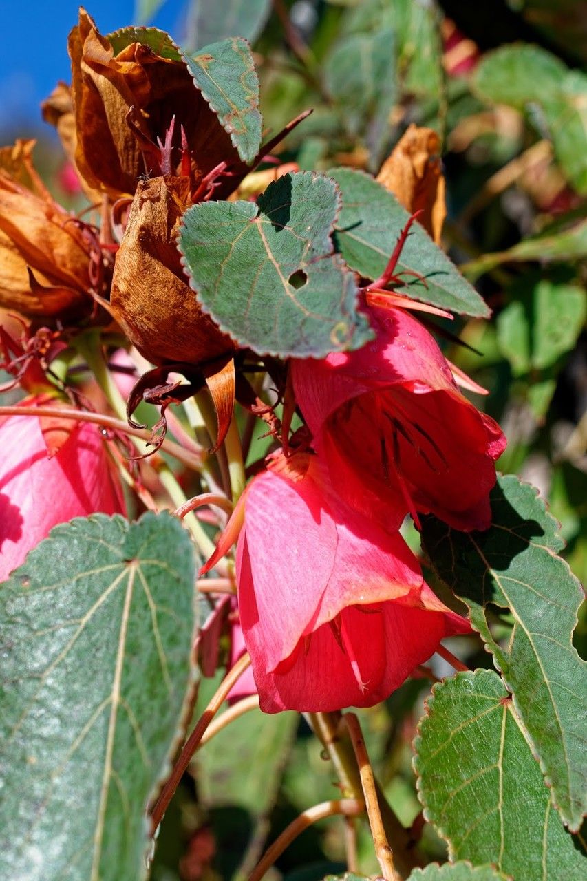 Dombeya leiomacrantha flower