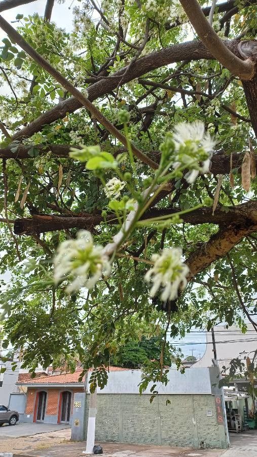 Pithecellobium dulce flower