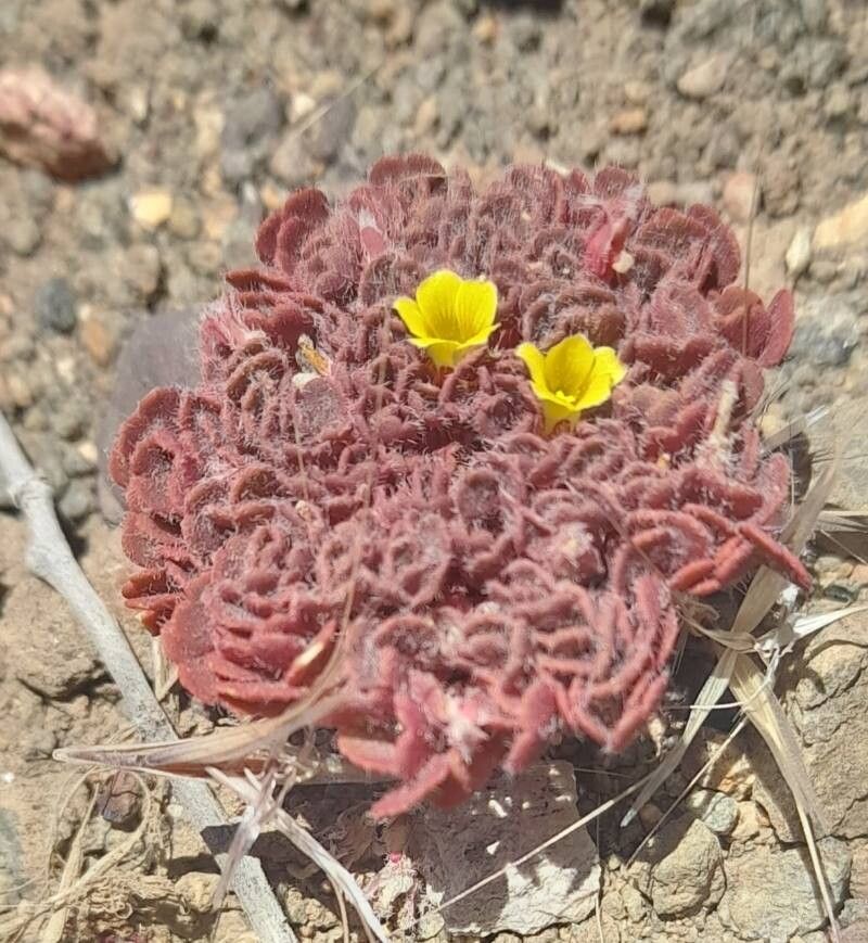 Oxalis compacta habit