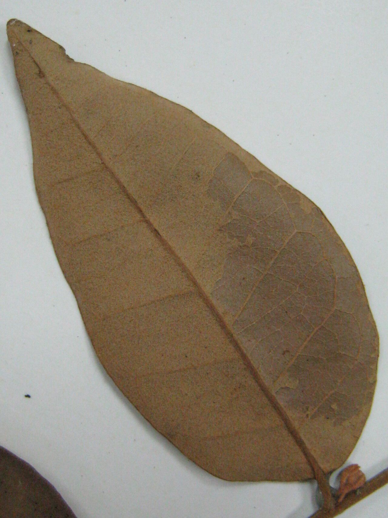 Licania incana other