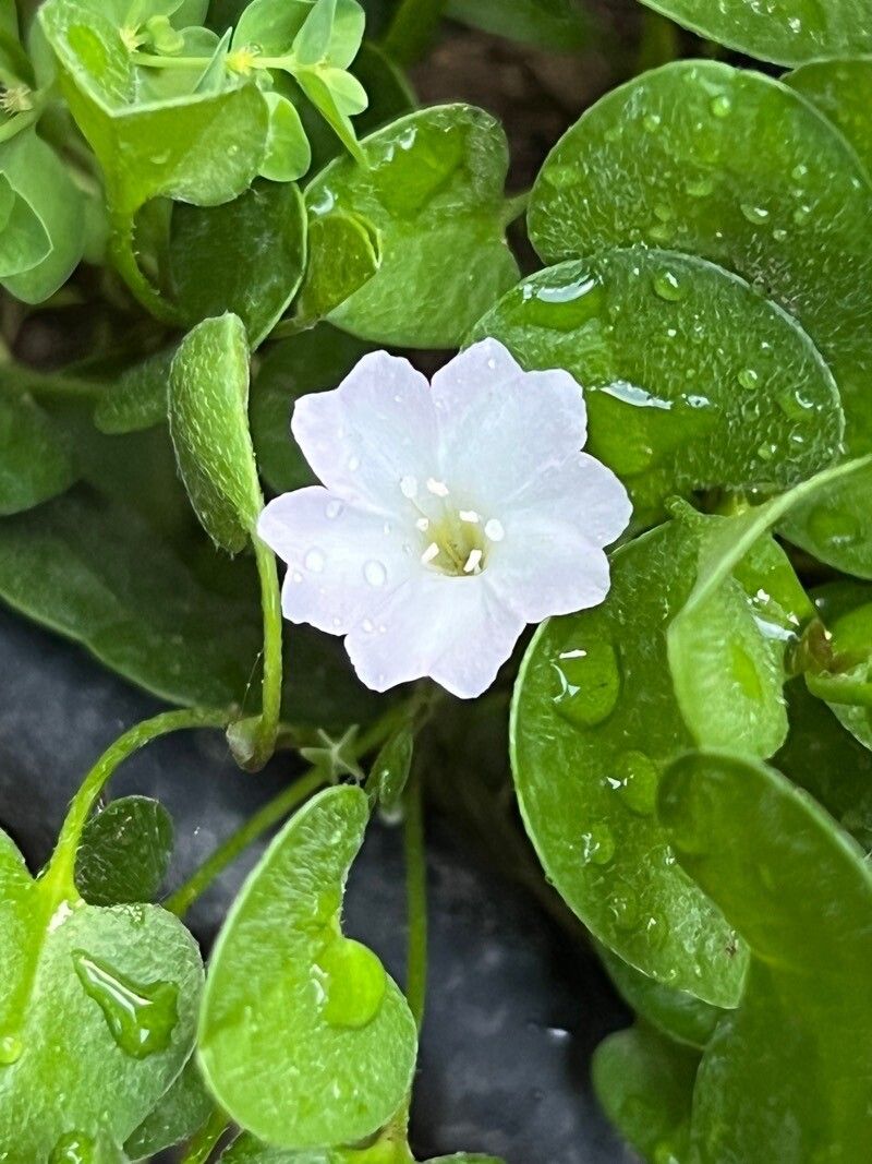 Falkia repens flower