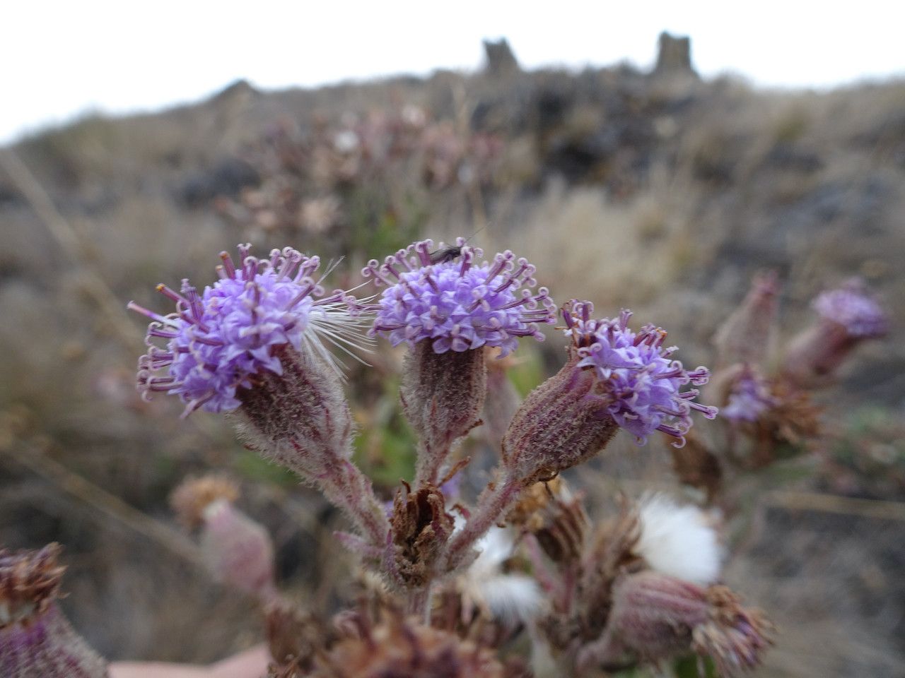 Senecio purpureus flower
