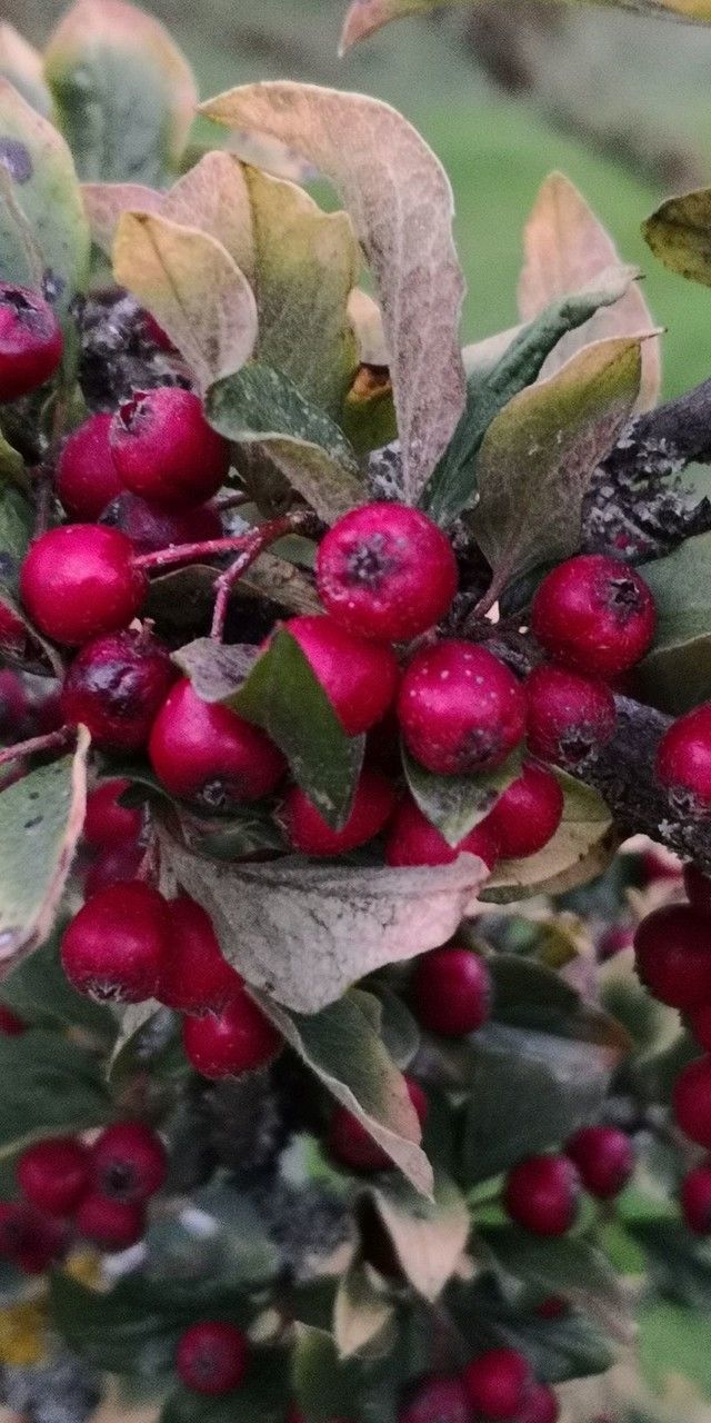 Cotoneaster obscurus fruit