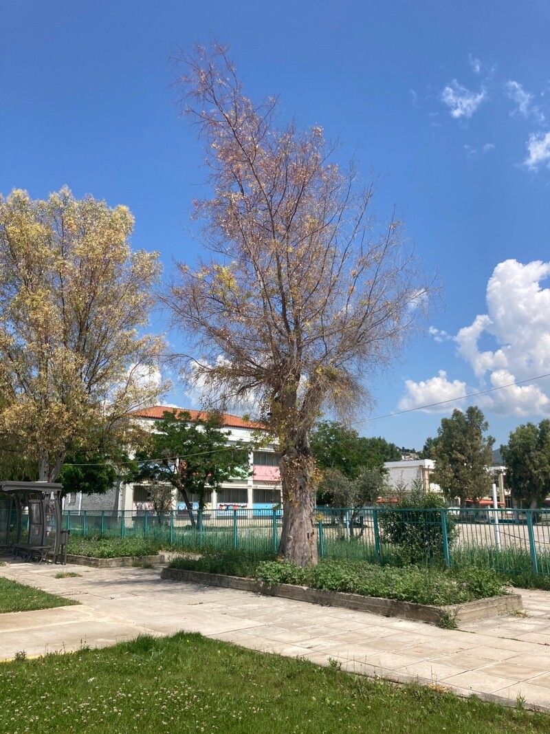 Eucalyptus cephalocarpa — houseplant care guide