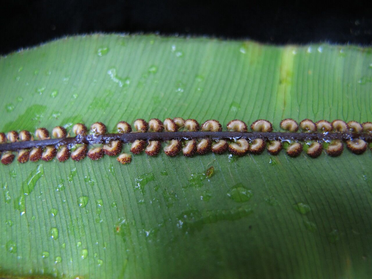 Oleandra wallichii other