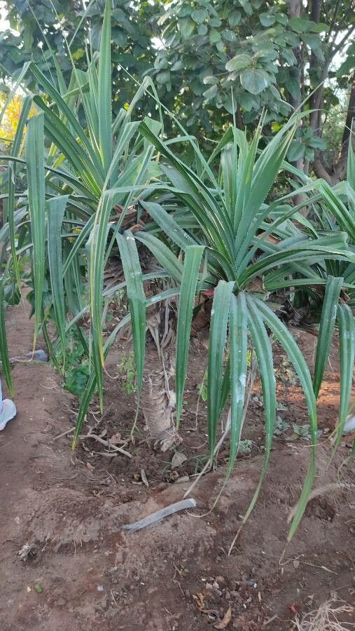 Pandanus sylvestris — search result for 'Pandanus'